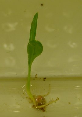 corn sprout - grown in hydroponics(NFT) after 12 days