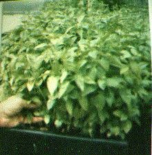 Grow in densities 10 times higher per sq meter  the other types of traditional growing including hydroponics