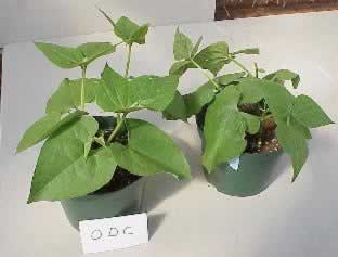 Bean plants treated with ODC (left) and non-treated (right)