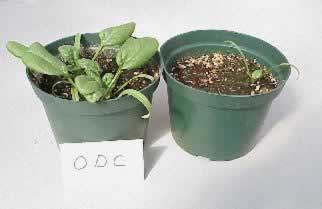 Spinach plants treated with ODC (left) and non-treated (right)