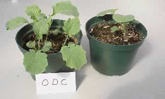 Broccoli plants treated with ODC (left) and non-treated (right)