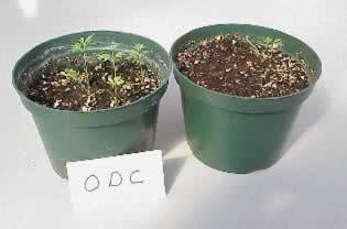Carrot plants treated with ODC (left) and non-treated (right)