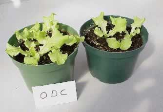 Lettuce plants treated with ODC (left) and non-treated (right)