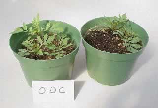 Marigold flowers treated with ODC (left) and non-treated (right)