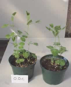 Pea plants treated with ODC (left) and non-treated (right)