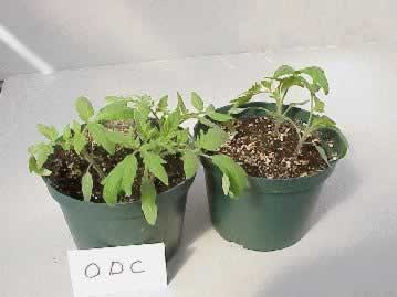 Tomato plants treated with ODC (left) and non-treated (right)