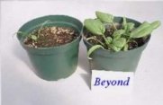 2 week comparison at CSU