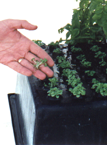 Grow many types of herbs