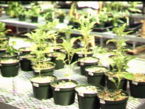 Non-treated mini-tubers greenhouse grown at CSU