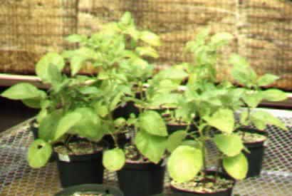 ODC treated mini-tubers greenhouse grown at CSU