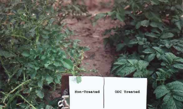 ODC treatment comparison of garden planted potatoes