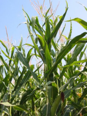 ODC field trial results