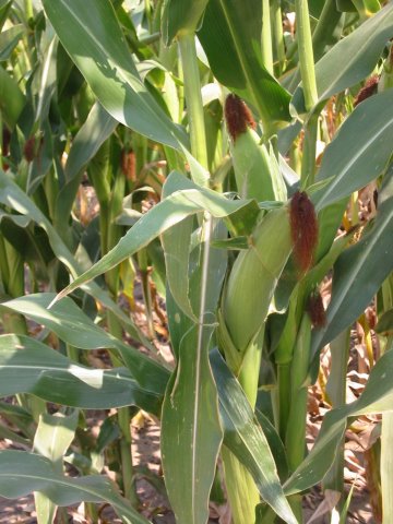 ODC field results show an 8.5%  increase in harvest yields