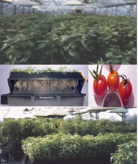 Complete Turn-Key Food  Production Facilities