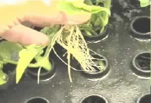 Air activated root development for rapid growth