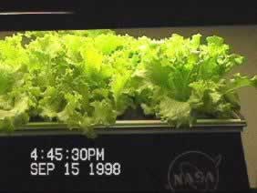 Waldmann's Green leaf lettuce produced aeroponicly - NASA research