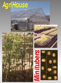 MITI TUBER Production - no tissue culture need or soi needed. Plant and harvest tubers from the aeroponic chamber