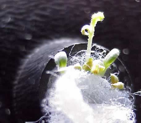 Lettuce seeds sprouting inside the BenchTop Unit