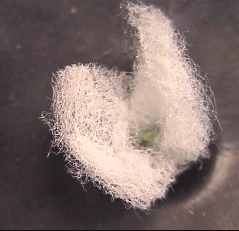Day 3: Lettuce sprouts from Seed-Pad