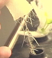 Seed-Pads allow  seed to form a natural root system