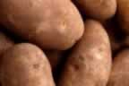 Potato Production Technology utilizing MITI Tubers and  ODC