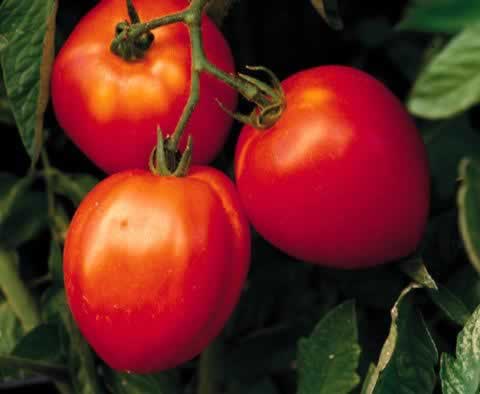 Grow flavorful  tomatoes 
