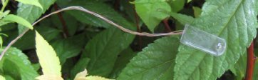 SG-1000 Leaf Sensor