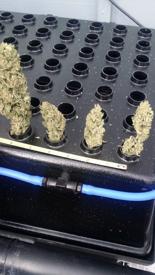 aeroponic cannabis equipment