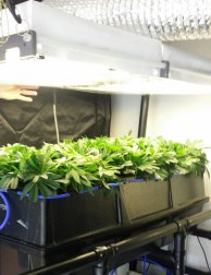 True Aeroponic Systems for clean food & crops