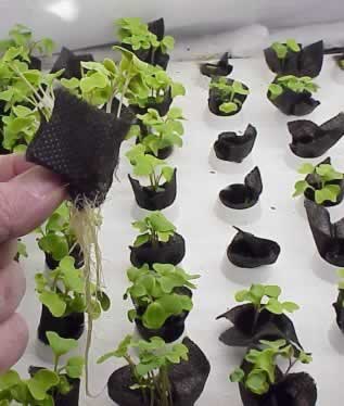 Use Aero-Pads for fast germination of all kinds of seeds