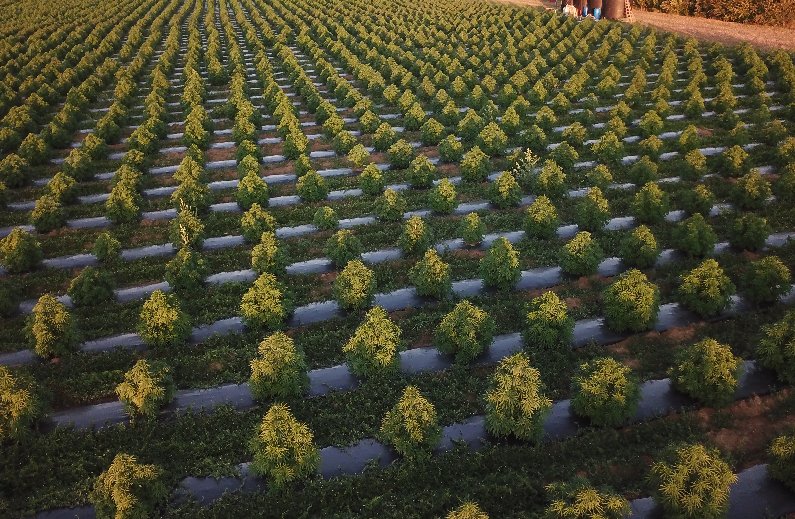 ODC treated HEMP fields