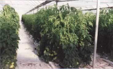 Aeroponic started tomato plants from cuttings -  harvest tomatoes in 30 -35 days!